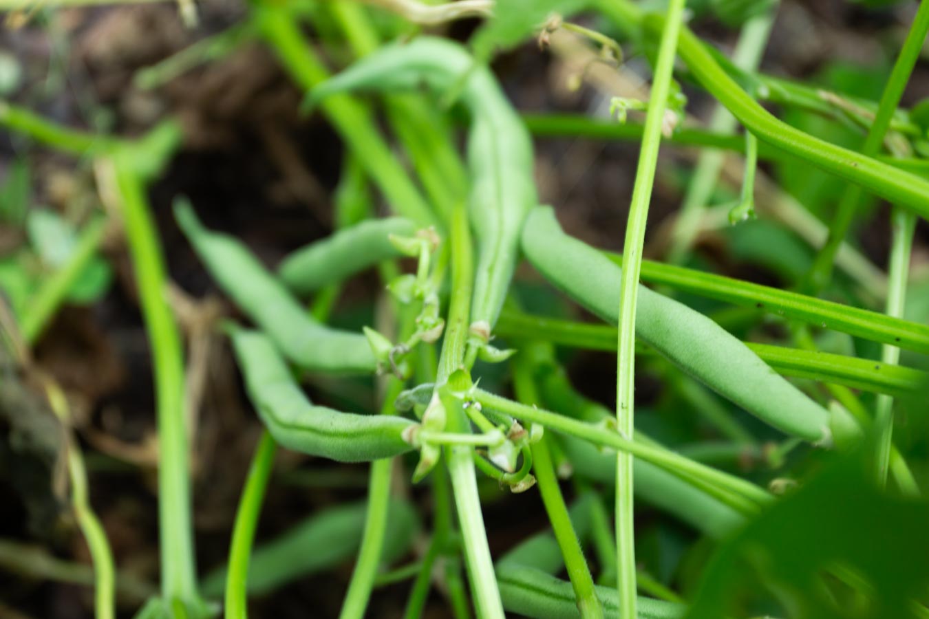 How to Grow Green Beans and Peas Crown & Countryside